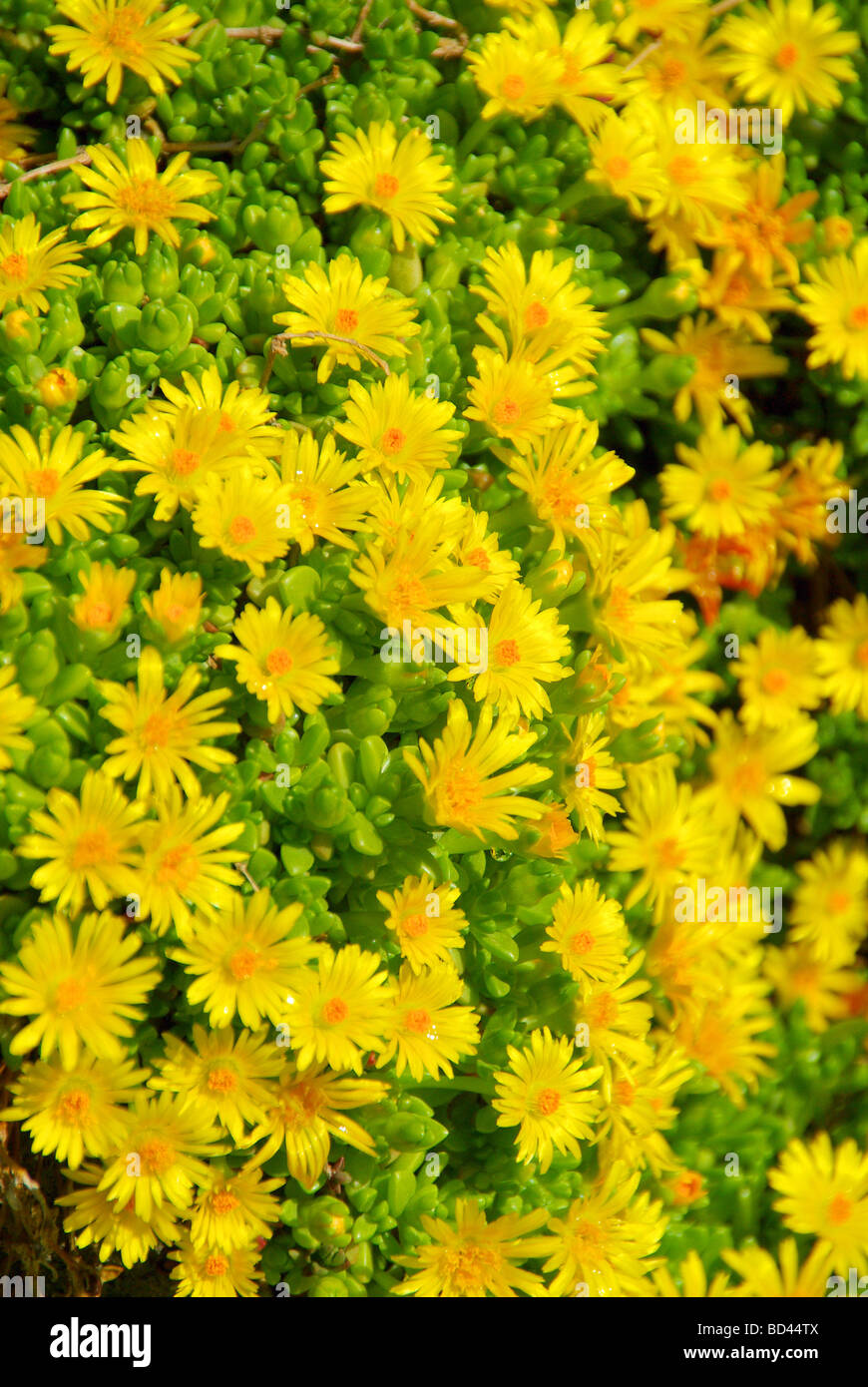 Mittagsblume Gelb Delosperma yellow 02 Stock Photo