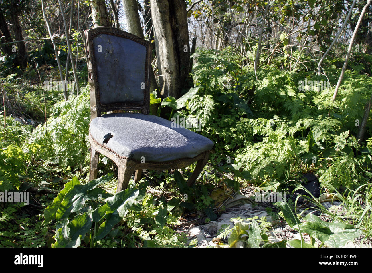 one old wooden chair left in undergrowth in woods Stock Photo - Alamy