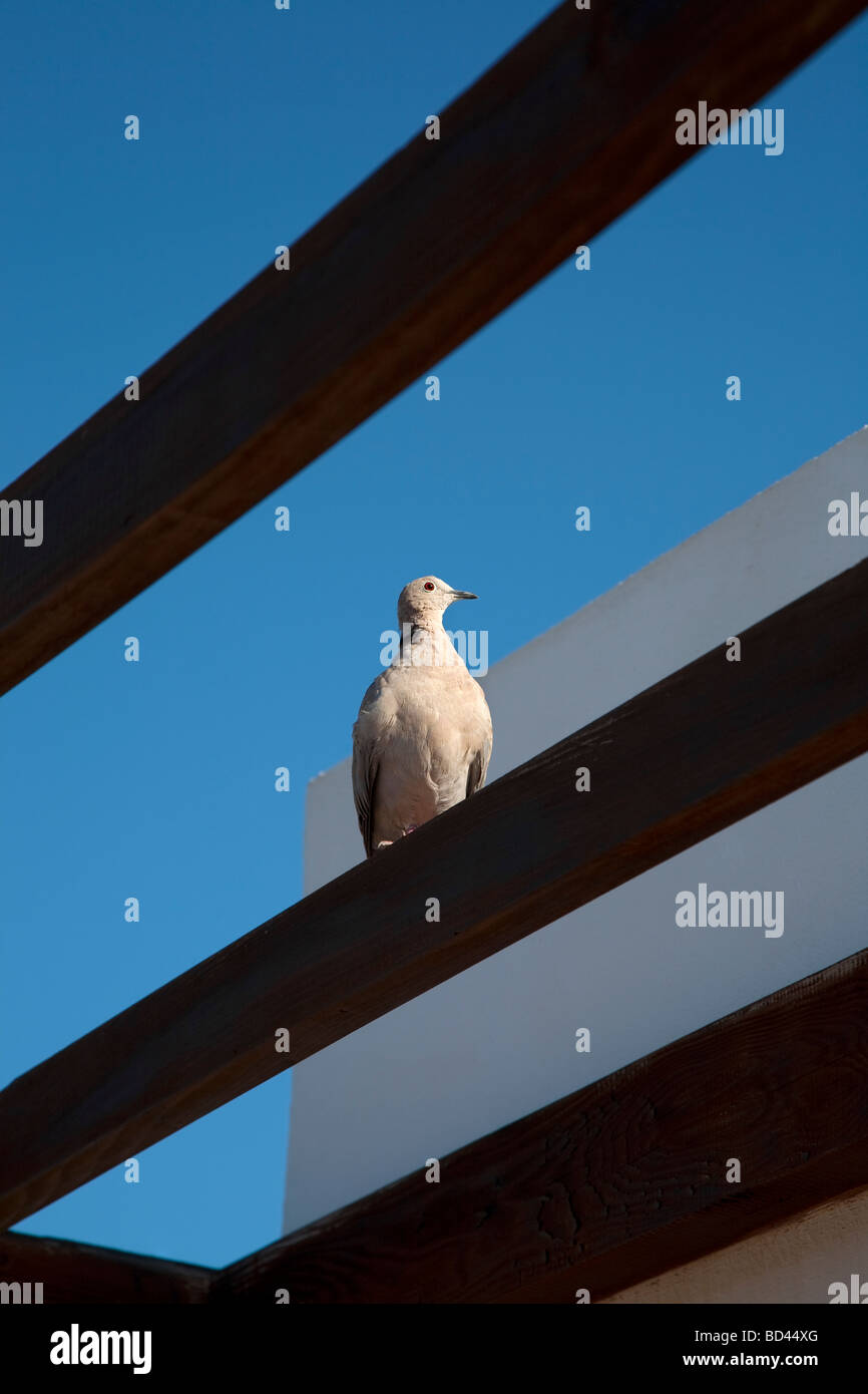 Collared dove Streptopelia decaocto on rafters outside a villa on