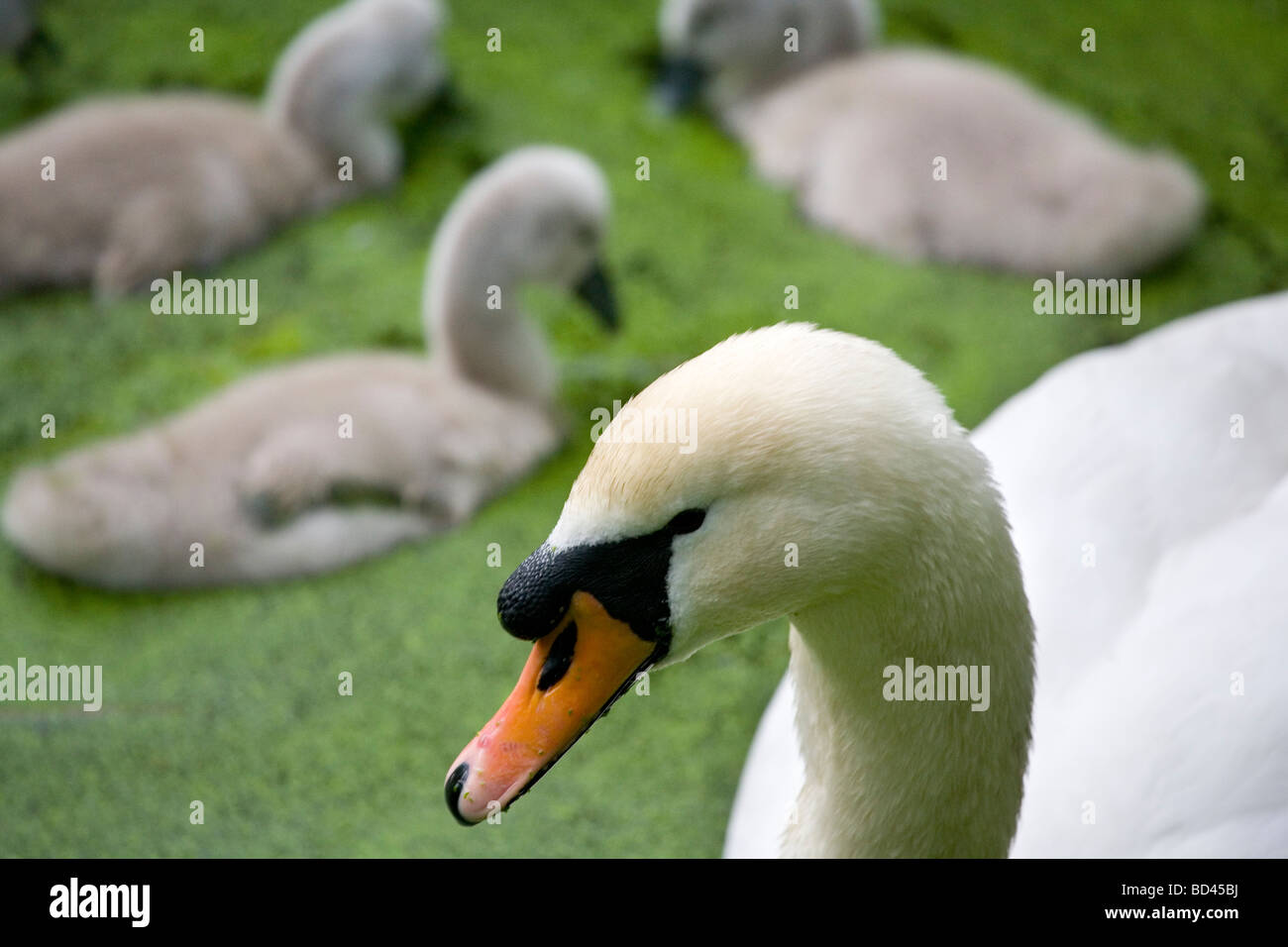 Mute swan and cygnets grazing on duckweed. Stock Photo