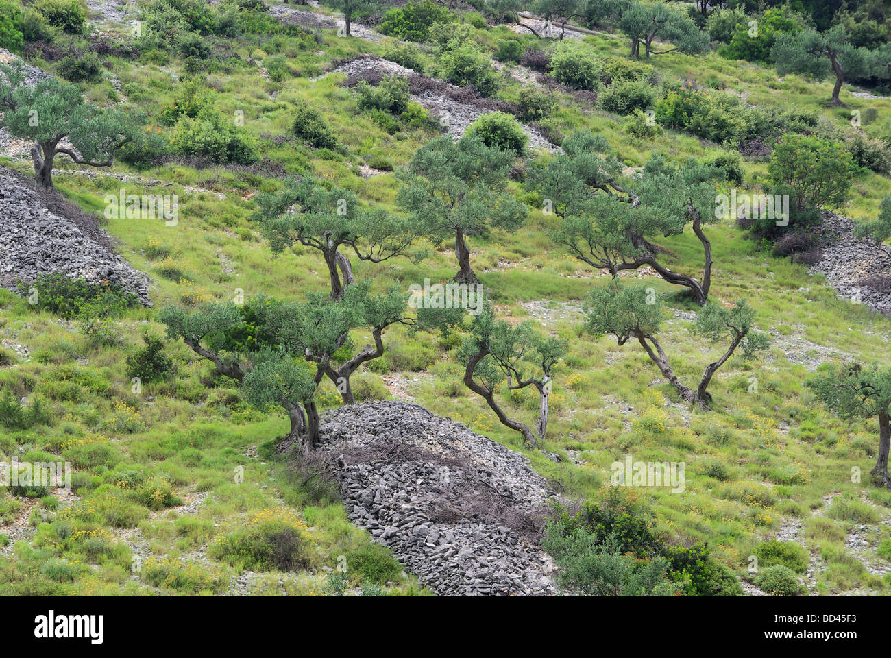 Olive grove hires stock photography and images Alamy