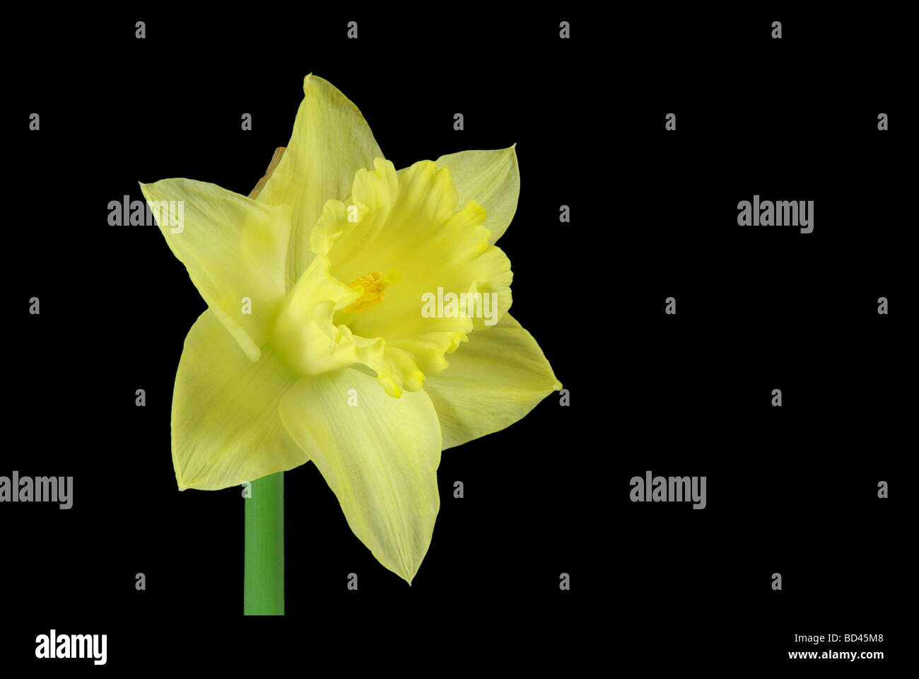 Osterglocke auf schwarz daffodil on black 05 Stock Photo