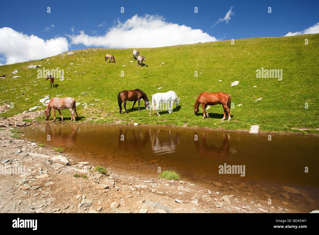 Drinking water from surface of pond hi-res stock photography and images ...