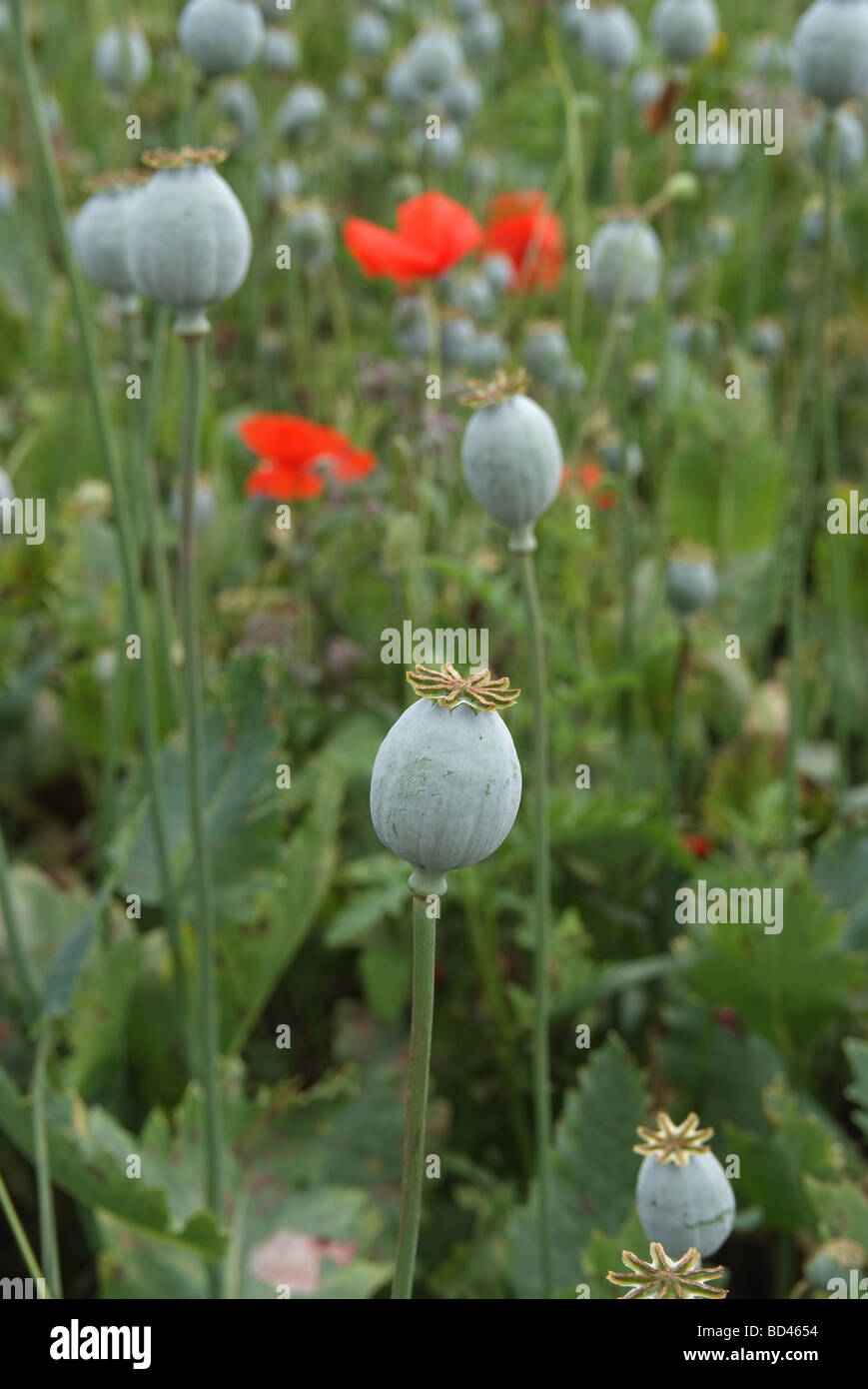 POPPY SEED HEADS. ENGLAND. UK Stock Photo Alamy