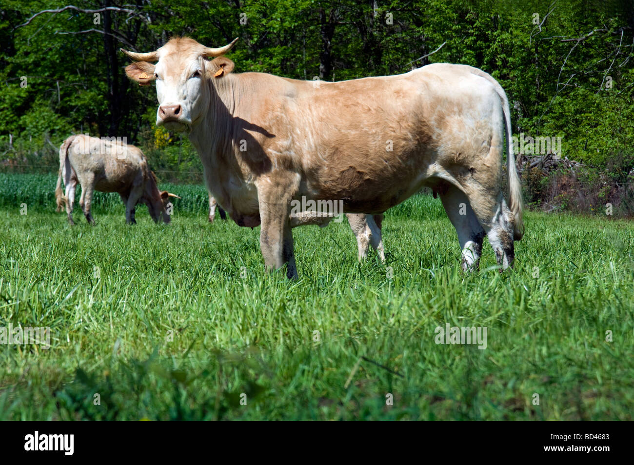 Cow cows cattle pasture grazing hi-res stock photography and images - Alamy