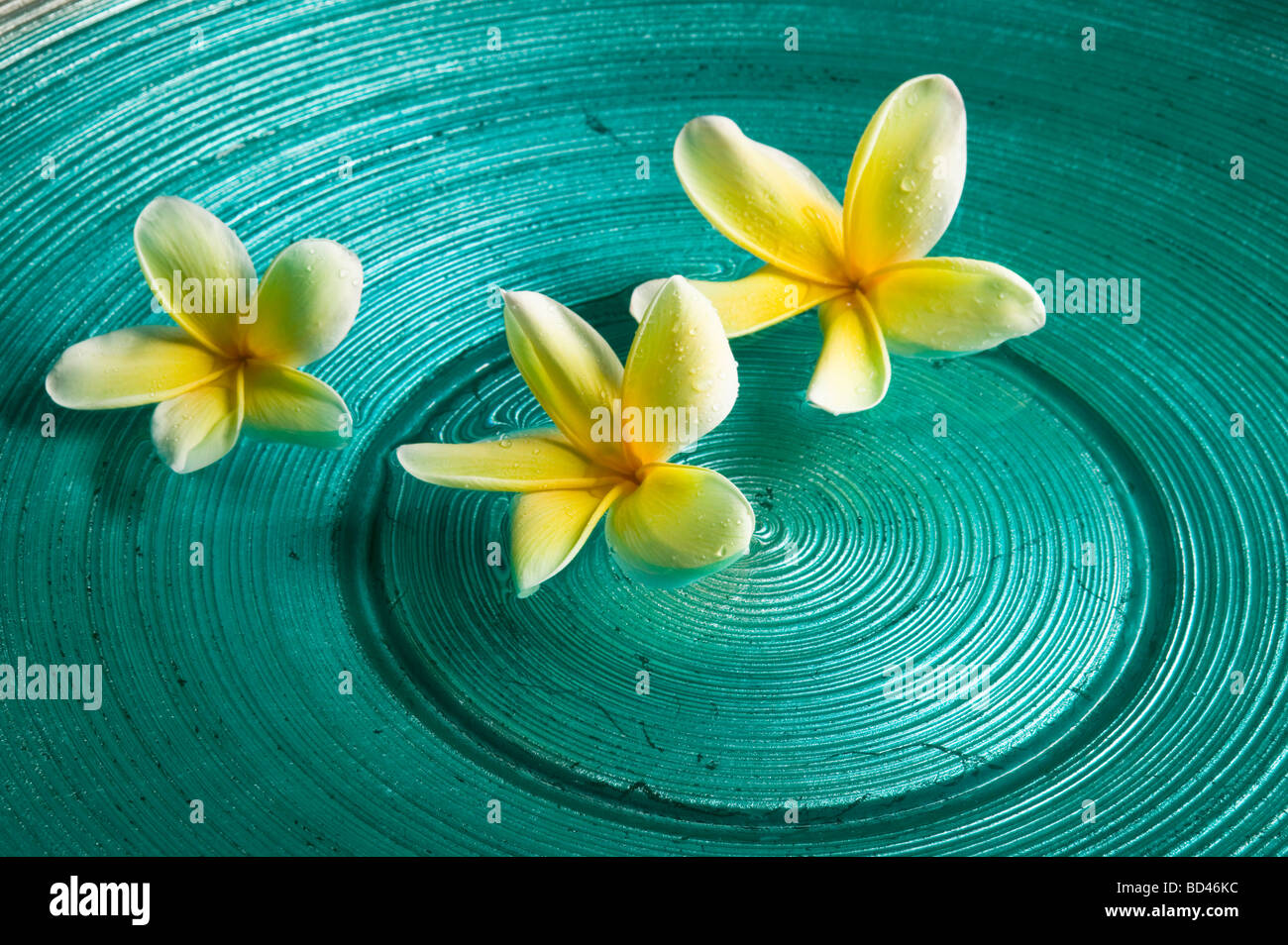Plumeria flowers floating on water Stock Photo Alamy