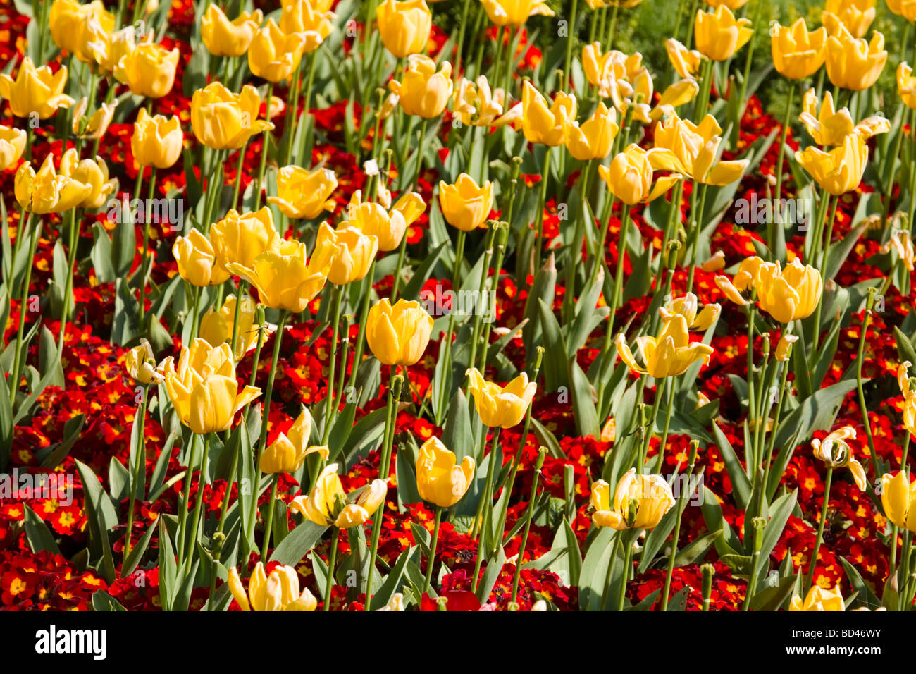 Red primroses and yellow tulips in a flower bed Stock Photo - Alamy