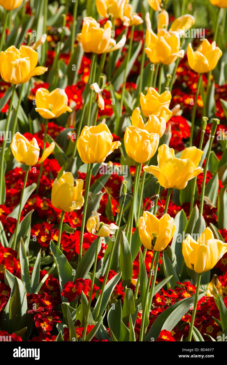 Red primroses and yellow tulips in a flower bed Stock Photo