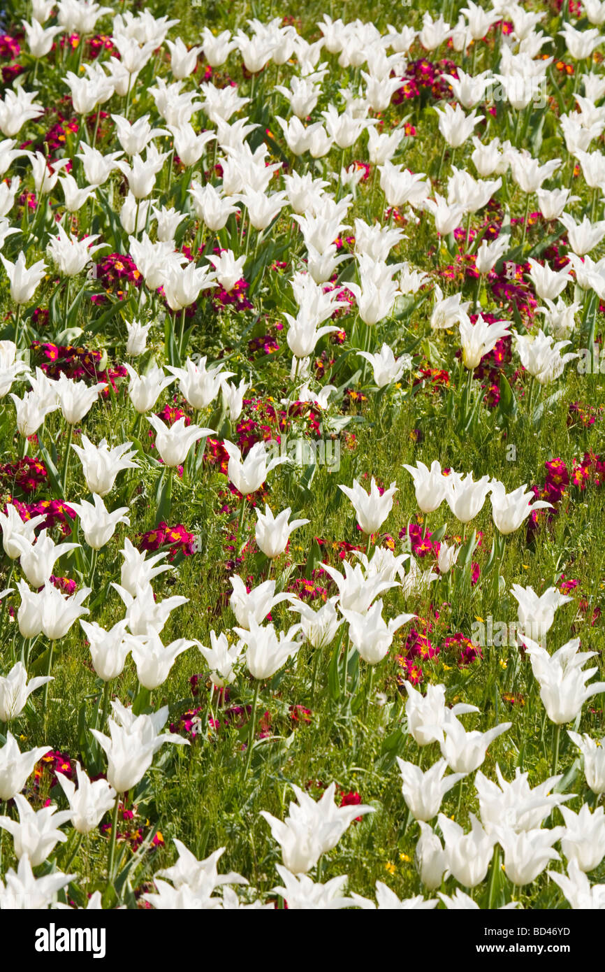 Flower bed of white tulips and red primroses Stock Photo