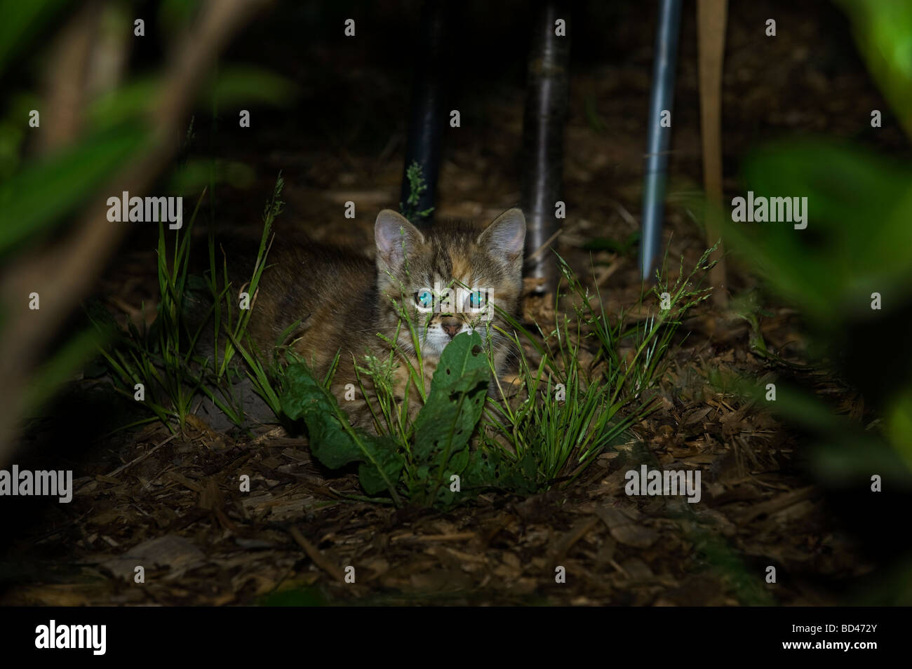 cat kitten in the night cateye eye dark black plain background garden outside outdoor bush grass see look night nightsight sight Stock Photo