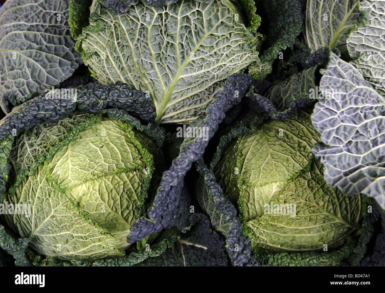 cabbages on sale in Ludlow food market Stock Photo