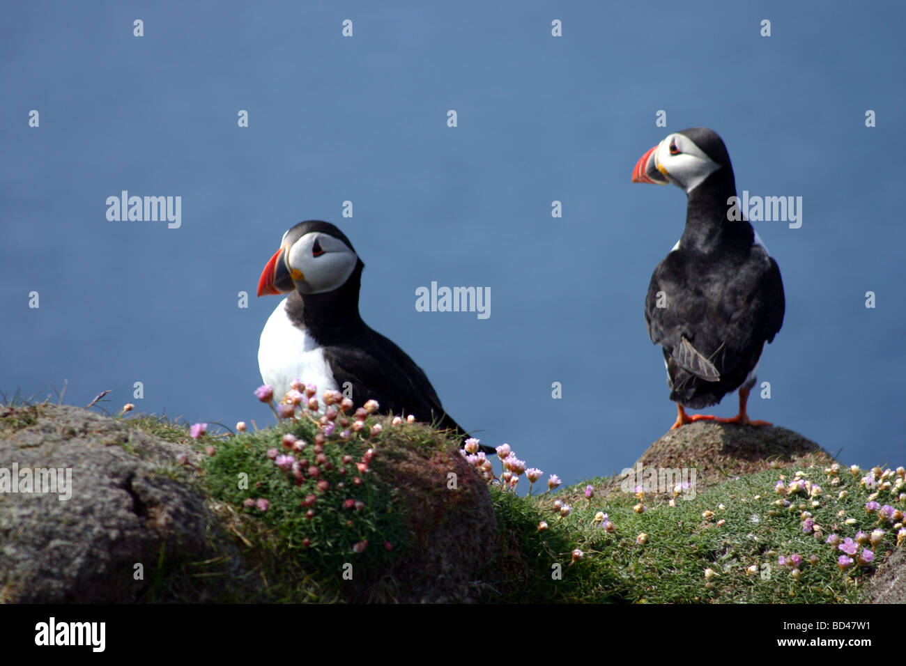 A Pair of Puffins on Sea Cliffs on Fair Isle in Scotland Stock Photo