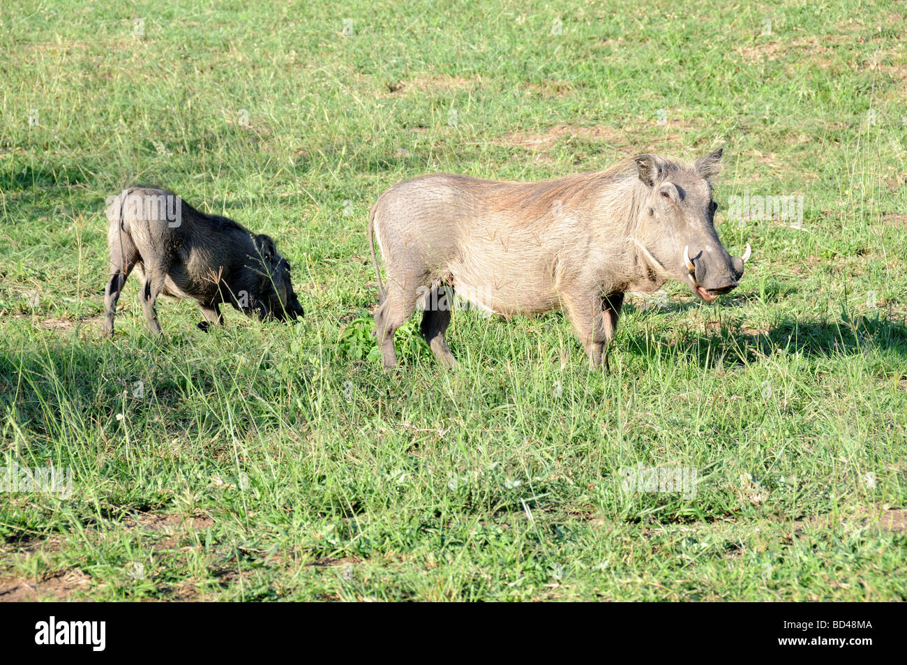 Warthogs Phacochoerus africanus grazing Hluhluwe-Umfolozi Game Reserve Zululand South Africa Stock Photo
