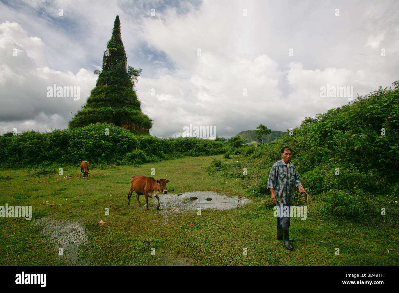 Xieng Khuang, Laos, 2006:  a farmer grazes his cows by a temple  -  US bombs the destroyed the town during the Vietnam War Stock Photo