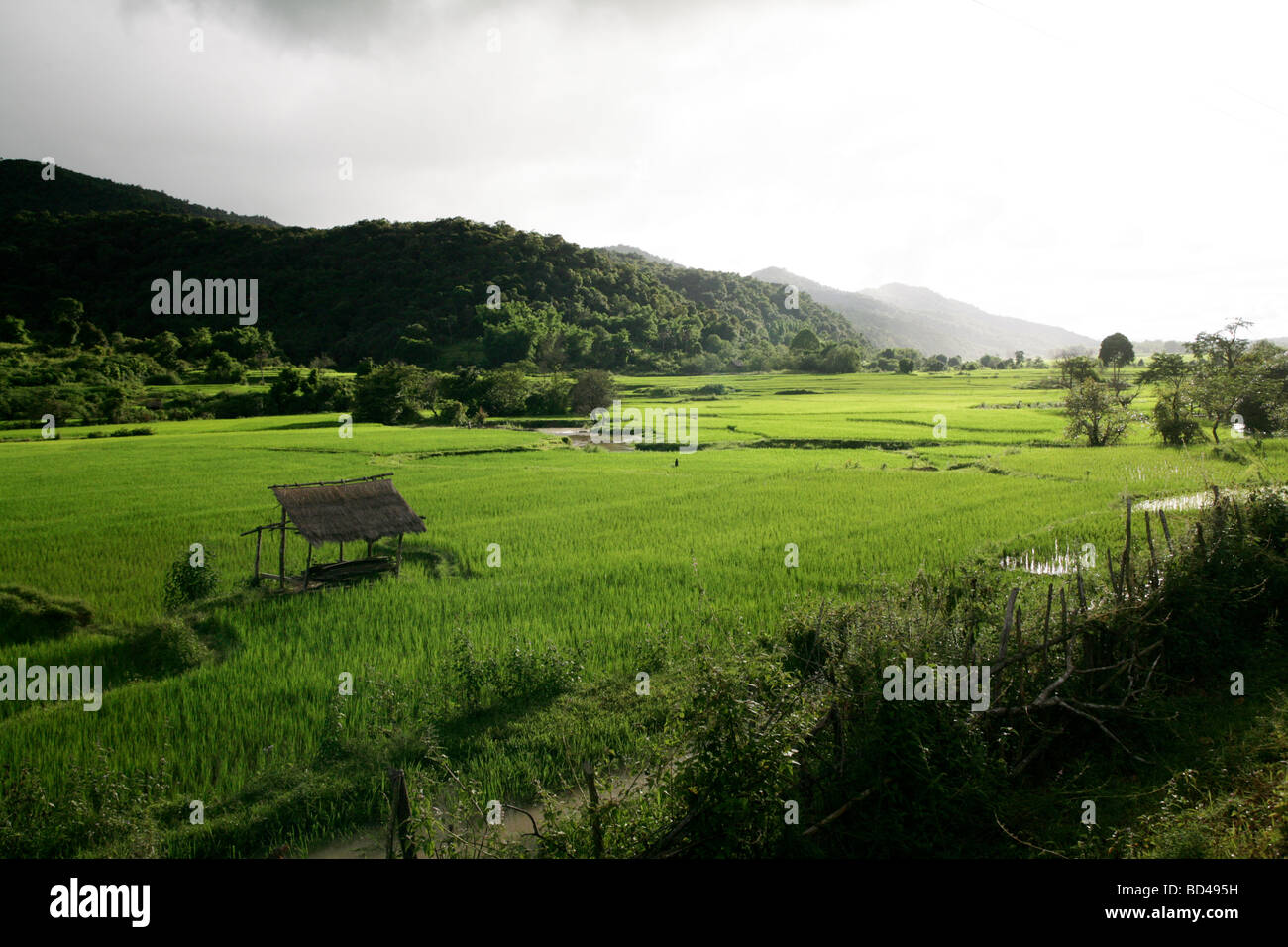 Laos Indochina terraced rice paddies near Phonsavan Stock Photo