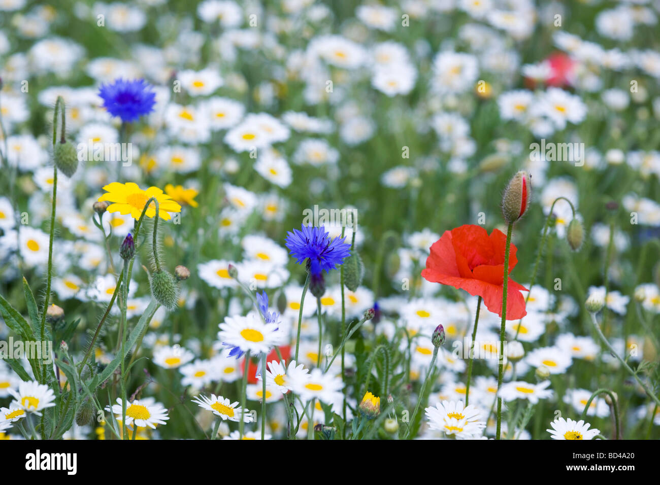 arable weeds scented mayweed poppy corn marigold and cornflower cornwall Stock Photo