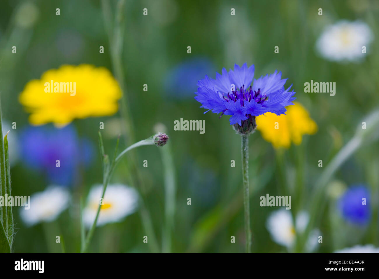 corn marigold Chrysanthemum segetum and cornflower Centaurea cyanus in a field of arable weeds cornwall Stock Photo