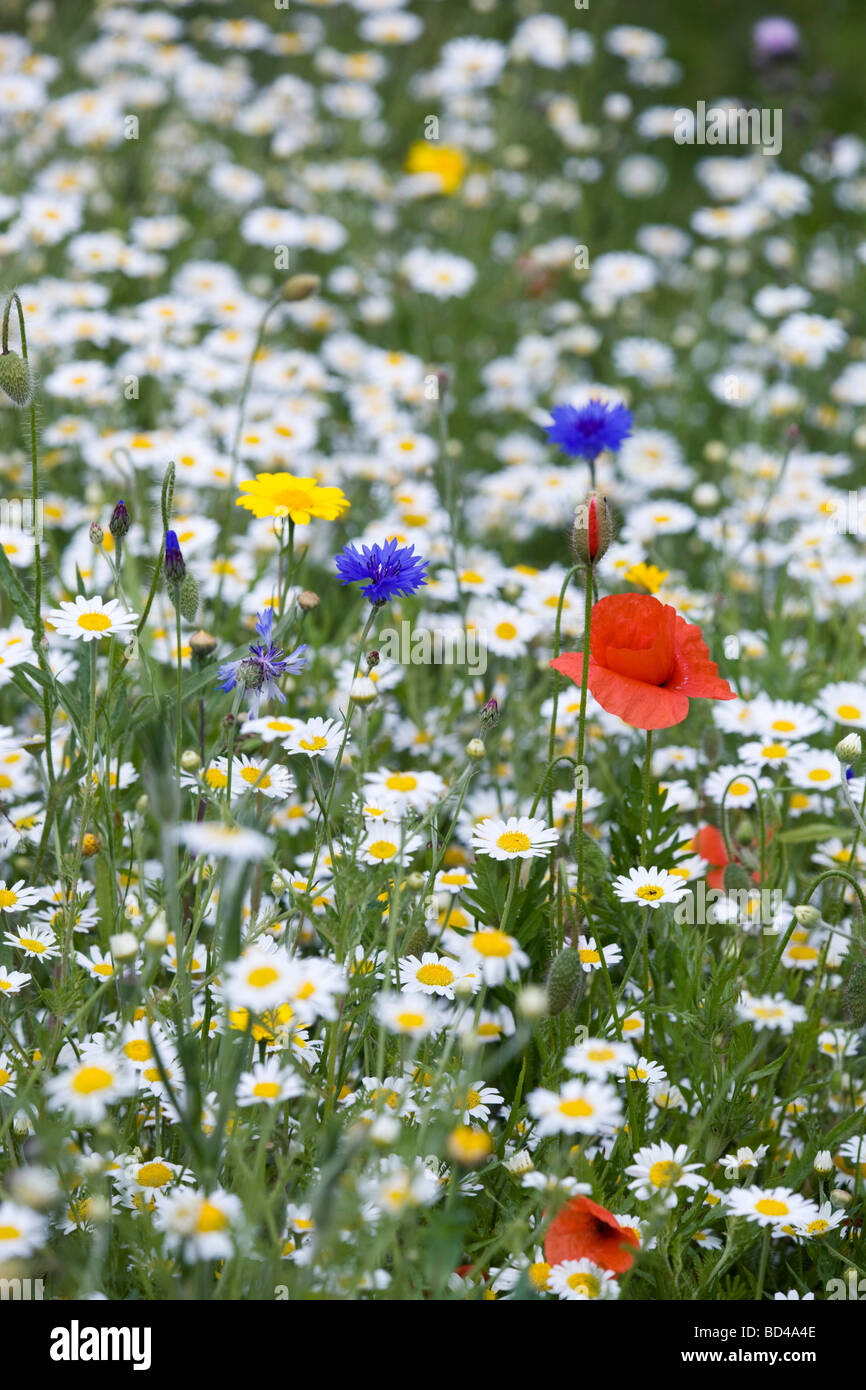 arable weeds scented mayweed popy corn marigold and cornflower cornwall Stock Photo