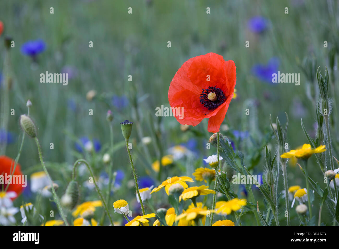 poppy Papaver rhoeas with corn marigold arable weeds cornwall Stock Photo