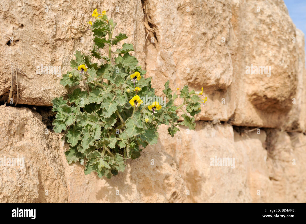 Acanthus plant in Jerash Jordan Stock Photo