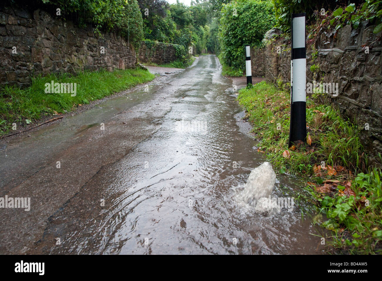 Water gushing out of drain and water running down country lane after heavy rainfall. Stock Photo