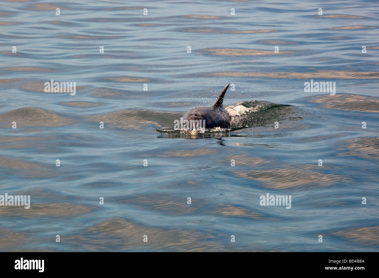 bottlenose dolphin Tursiops truncatus showing dorsal fin Stock Photo