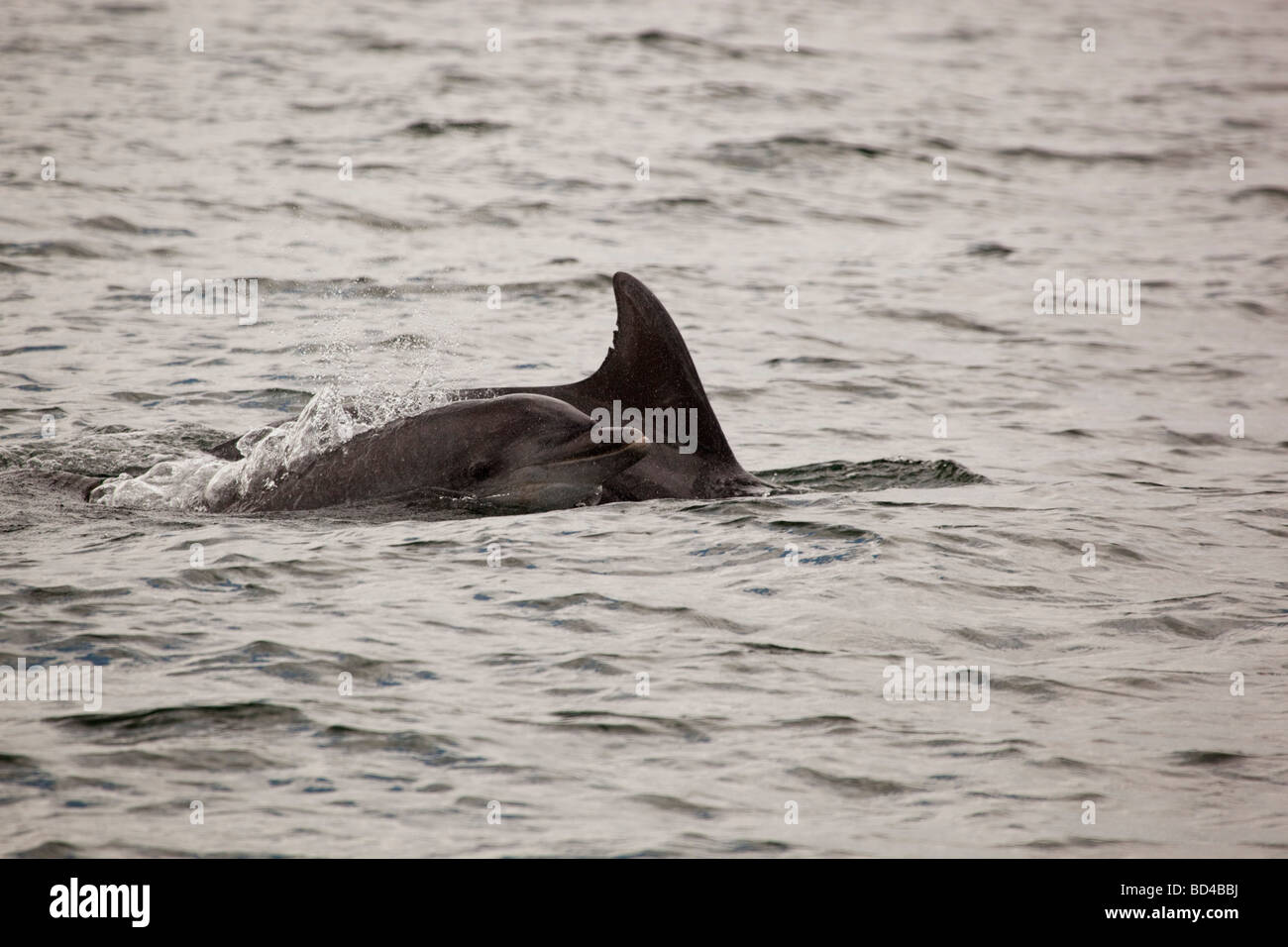bottlenose dolphin Tursiops truncatus Stock Photo