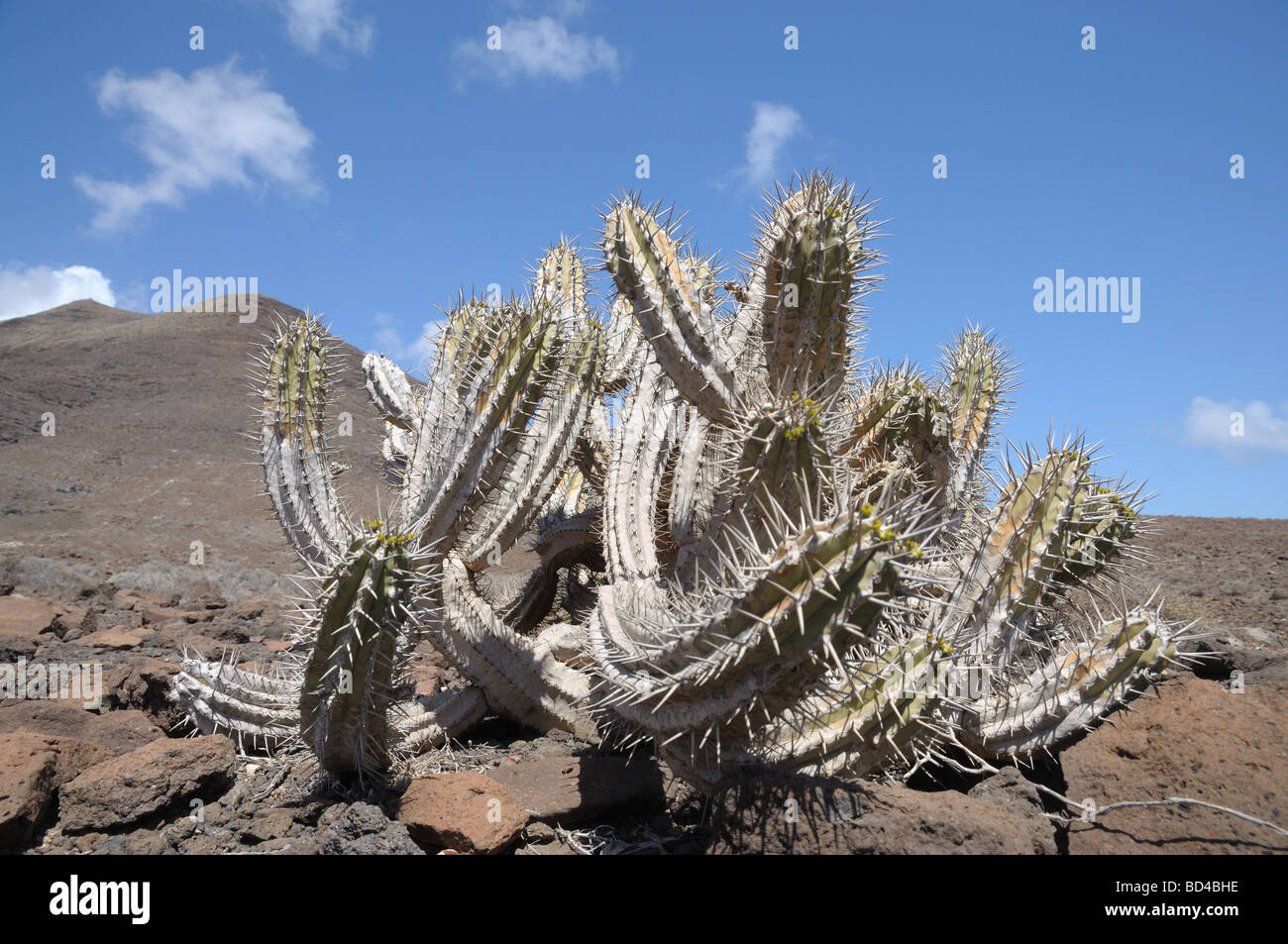 Cactus on Canary Island Fuerteventura, Spain Stock Photo