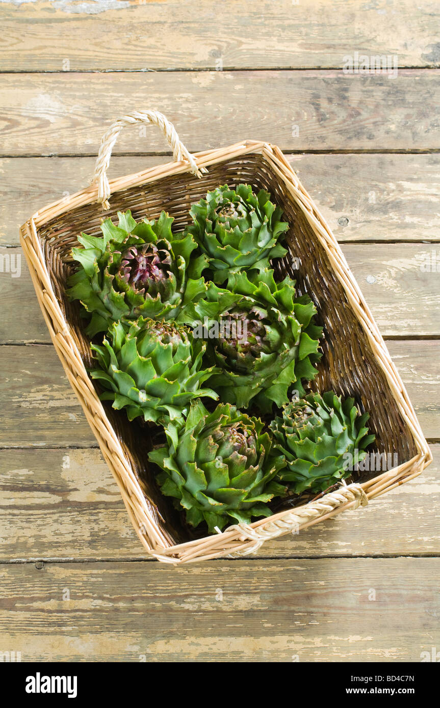 A basket of ripe spikey artichoke heads ready for cooking Stock Photo