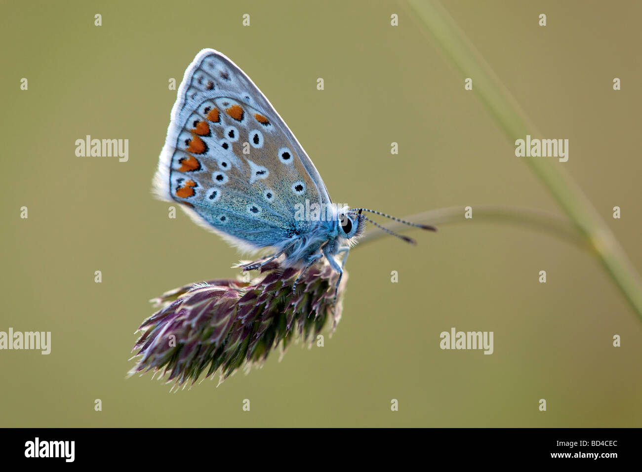 common blue butterfly Polyommatus icarus Stock Photo
