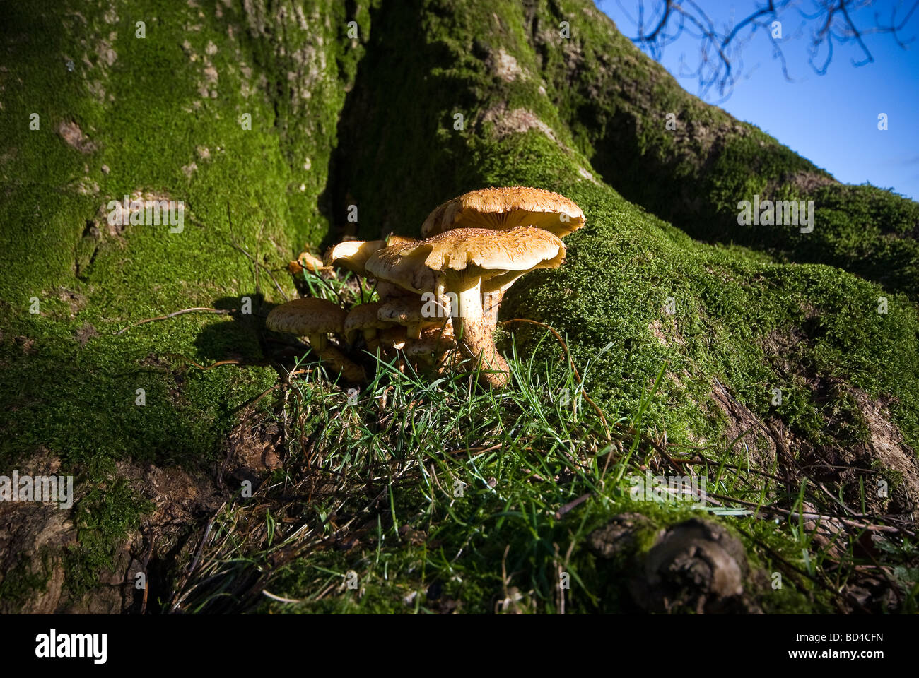 Fungi on tree roots hires stock photography and images Alamy