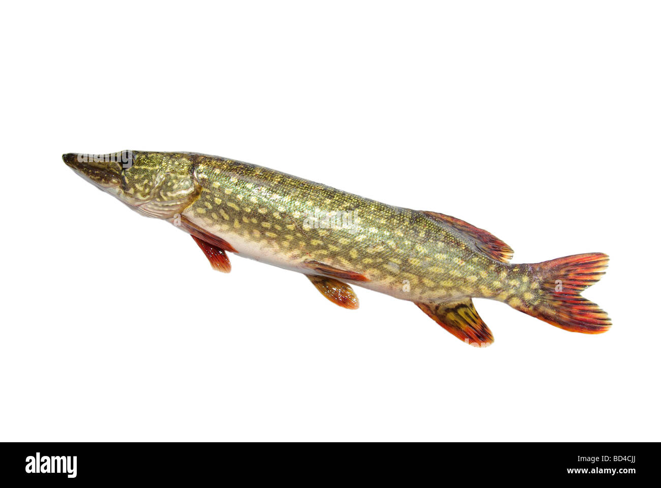 Pickerall Fish Pickerel fish hi-res stock photography and images - Alamy