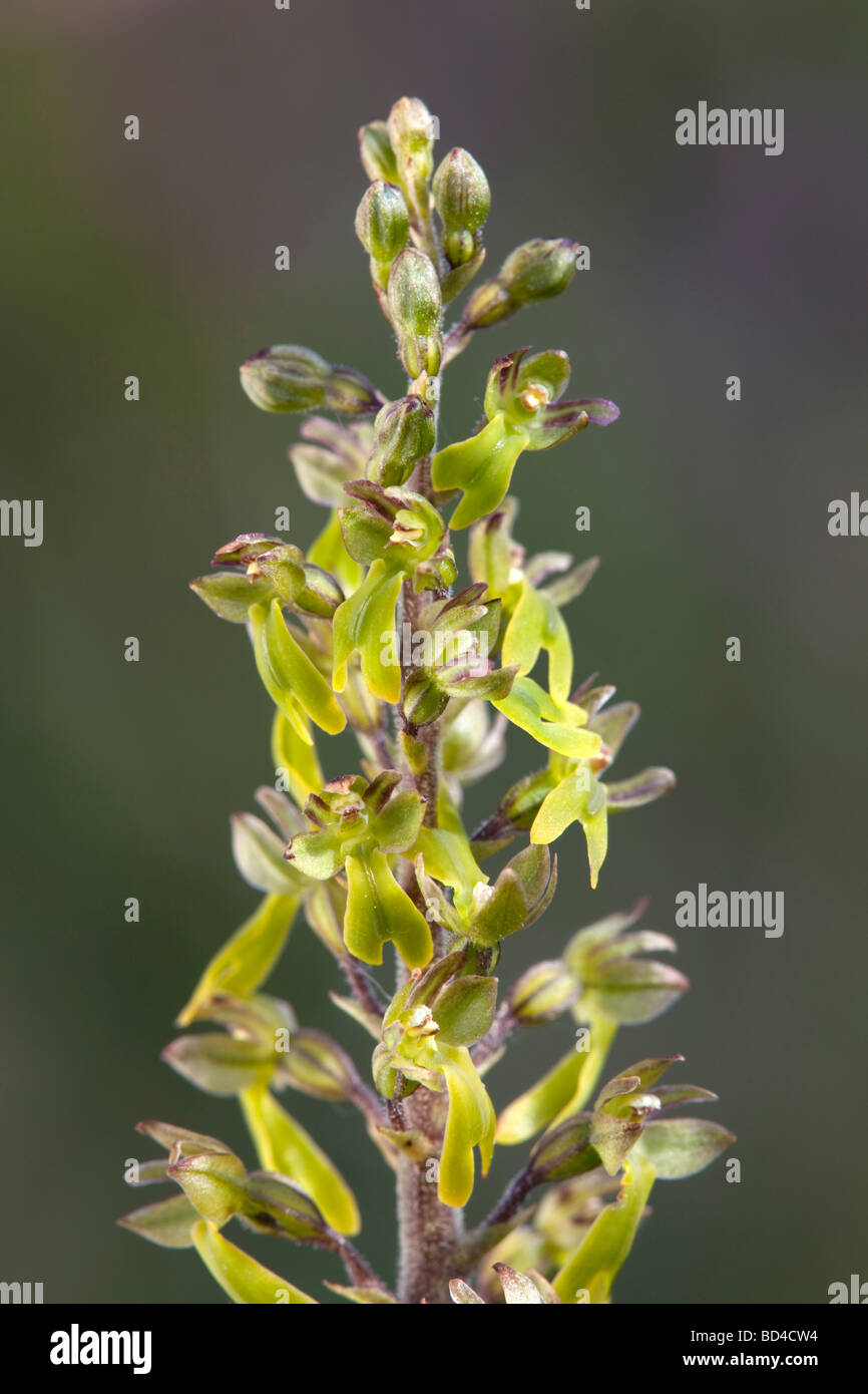 common twayblade Listera ovata Stock Photo