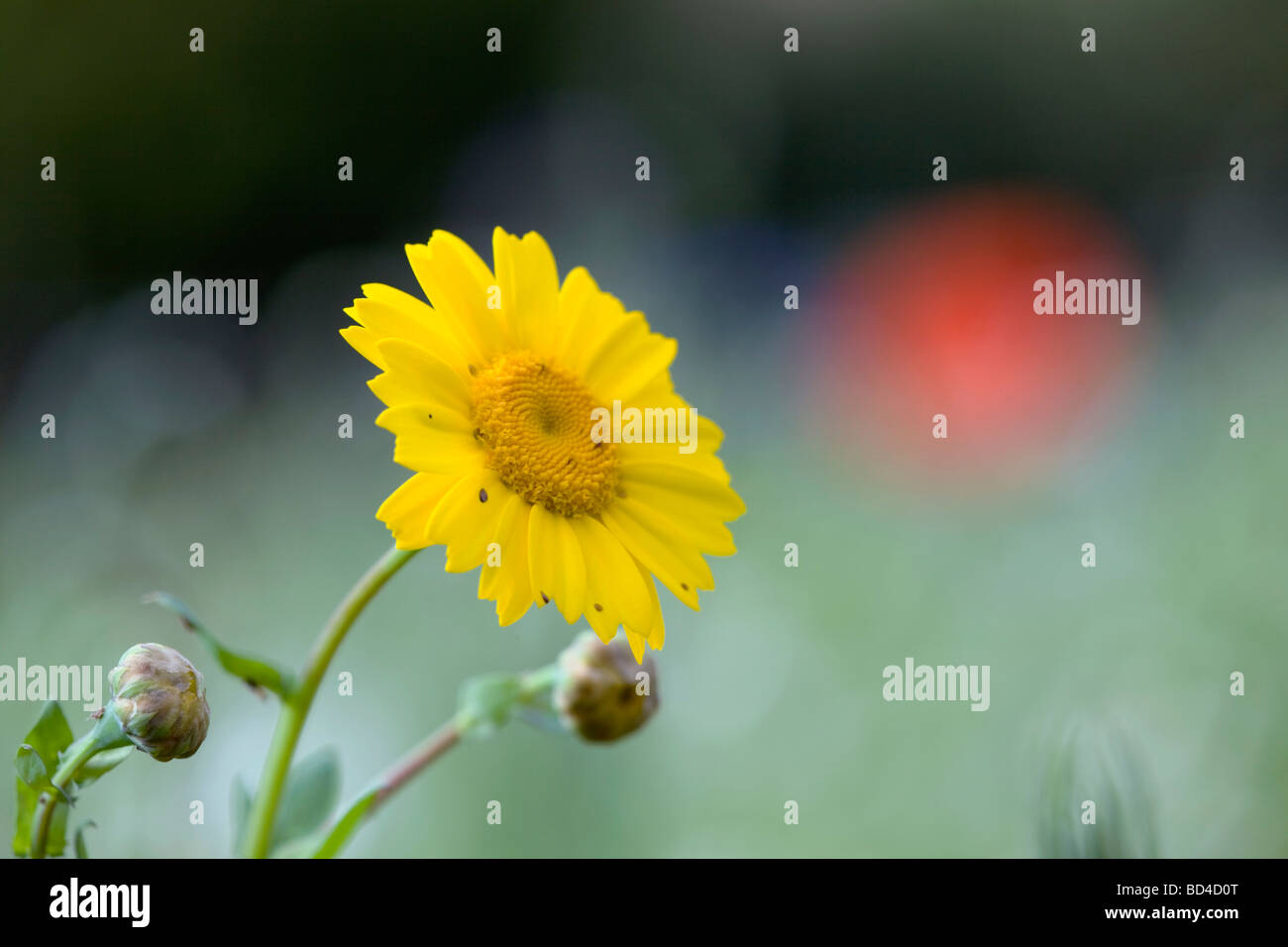 corn marigold Chrysanthemum segetum Stock Photo