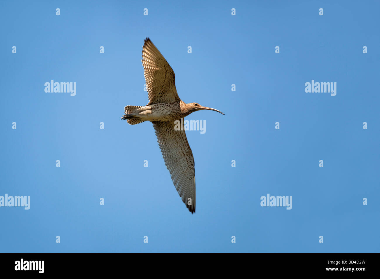 curlew Numenius arquata in flight Stock Photo
