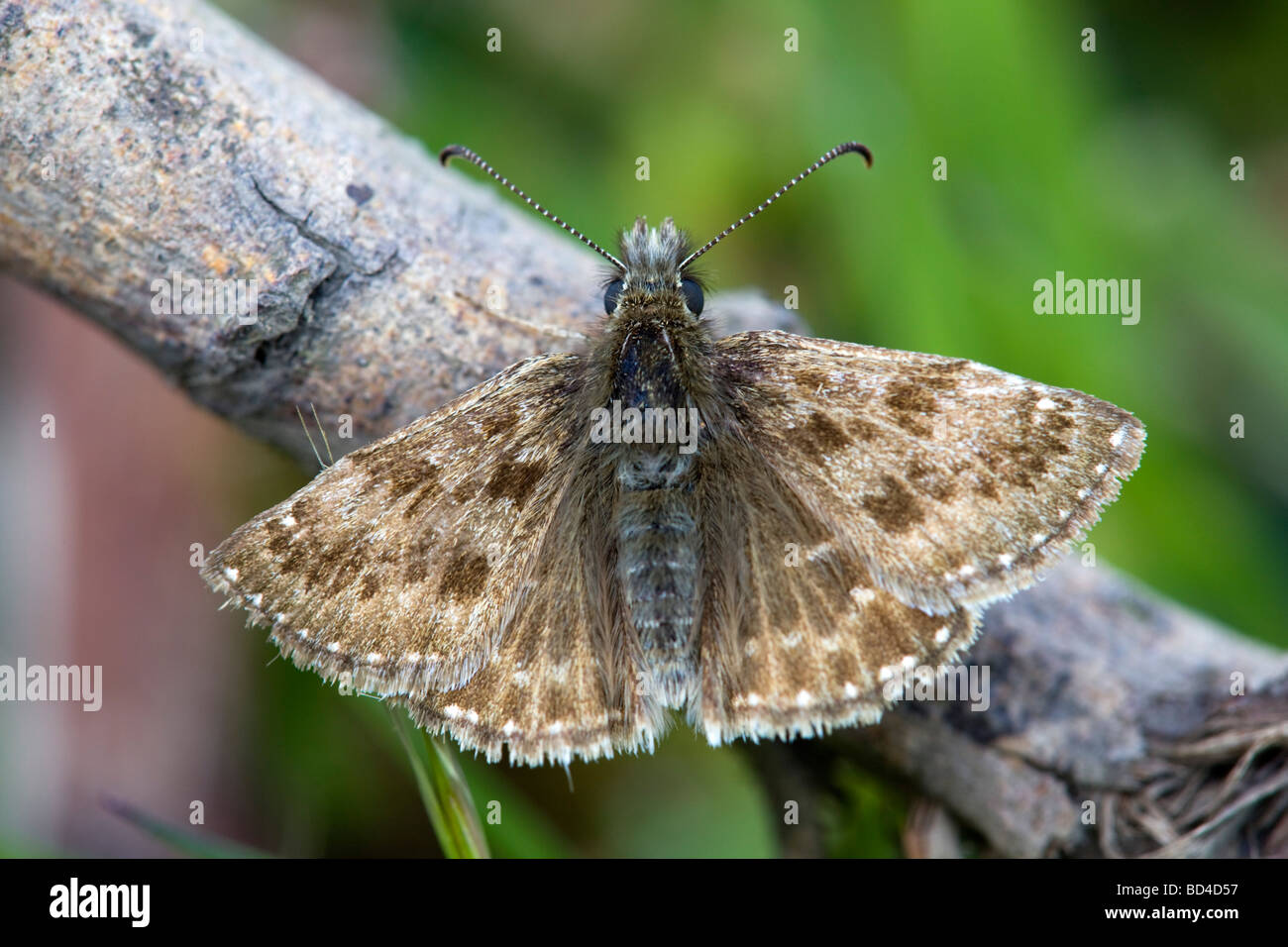 dingy skipper Erynis tages Stock Photo