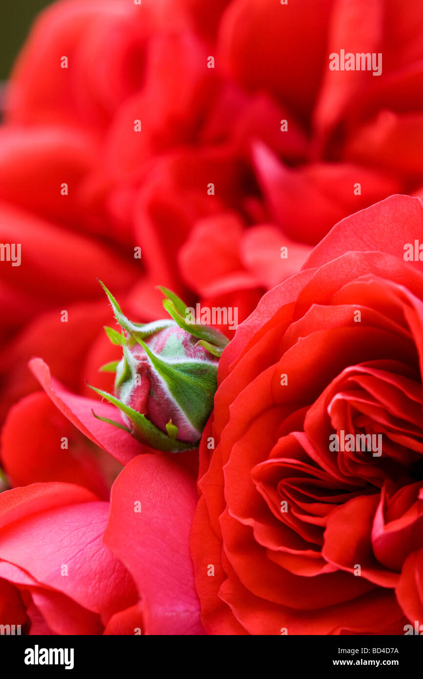 red patio rose Stock Photo Alamy