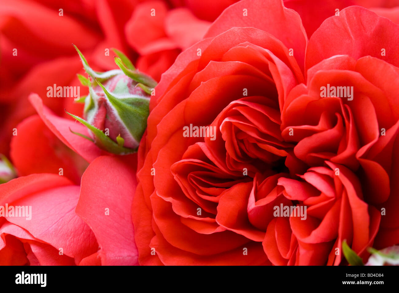 red patio rose Stock Photo Alamy