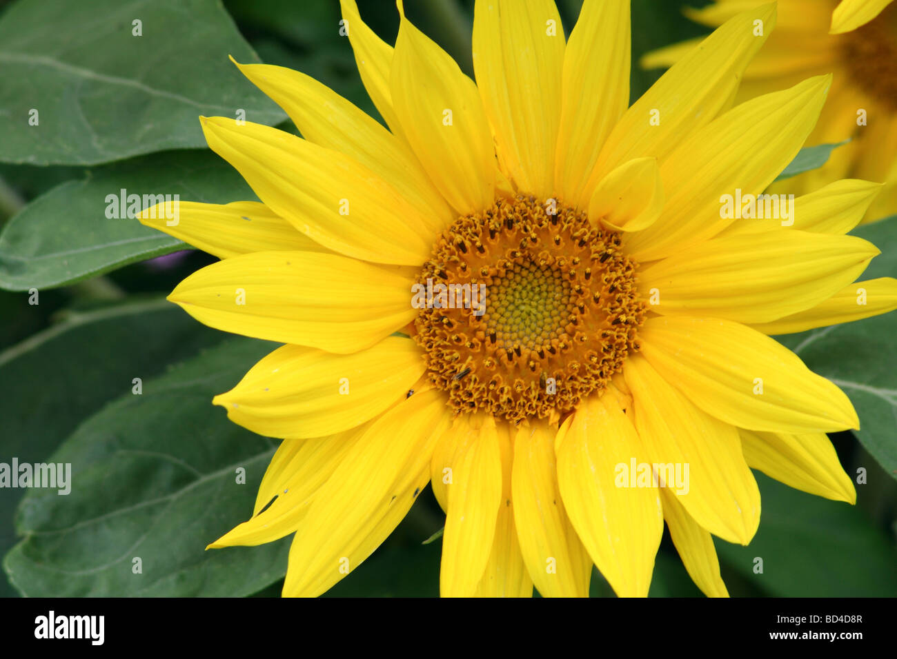 Sunflower Head with Ray Florets and Disc Florets Stock Photo