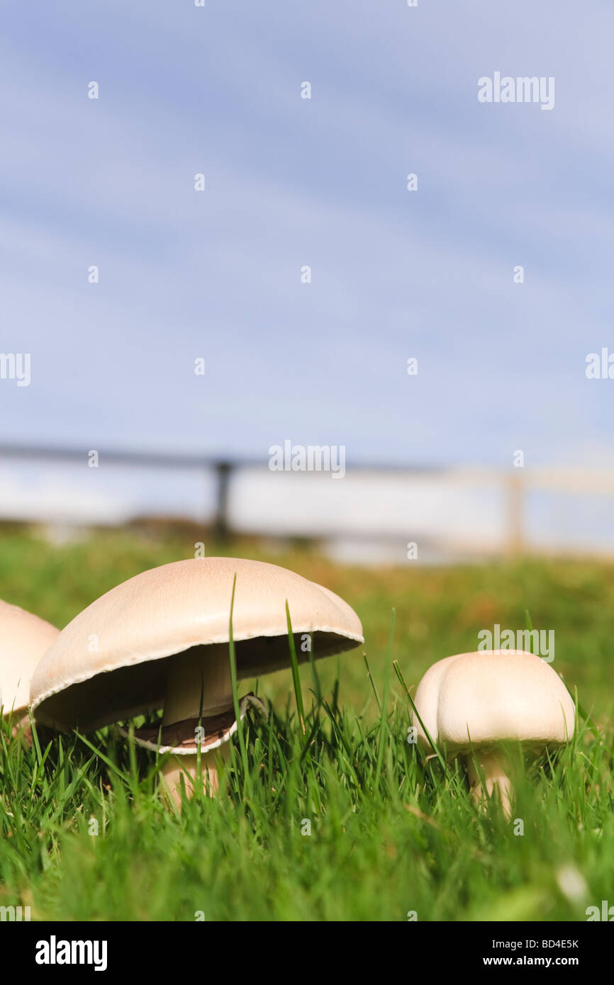 Edible mushrooms growing wild in grass Stock Photo Alamy
