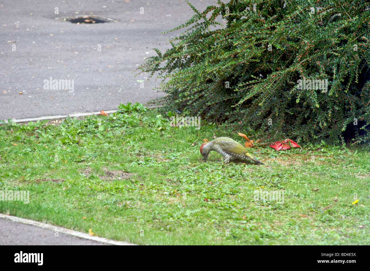 A juvenile Green Woodpecker forages for food on the grass verge at the side of the road Stock Photo