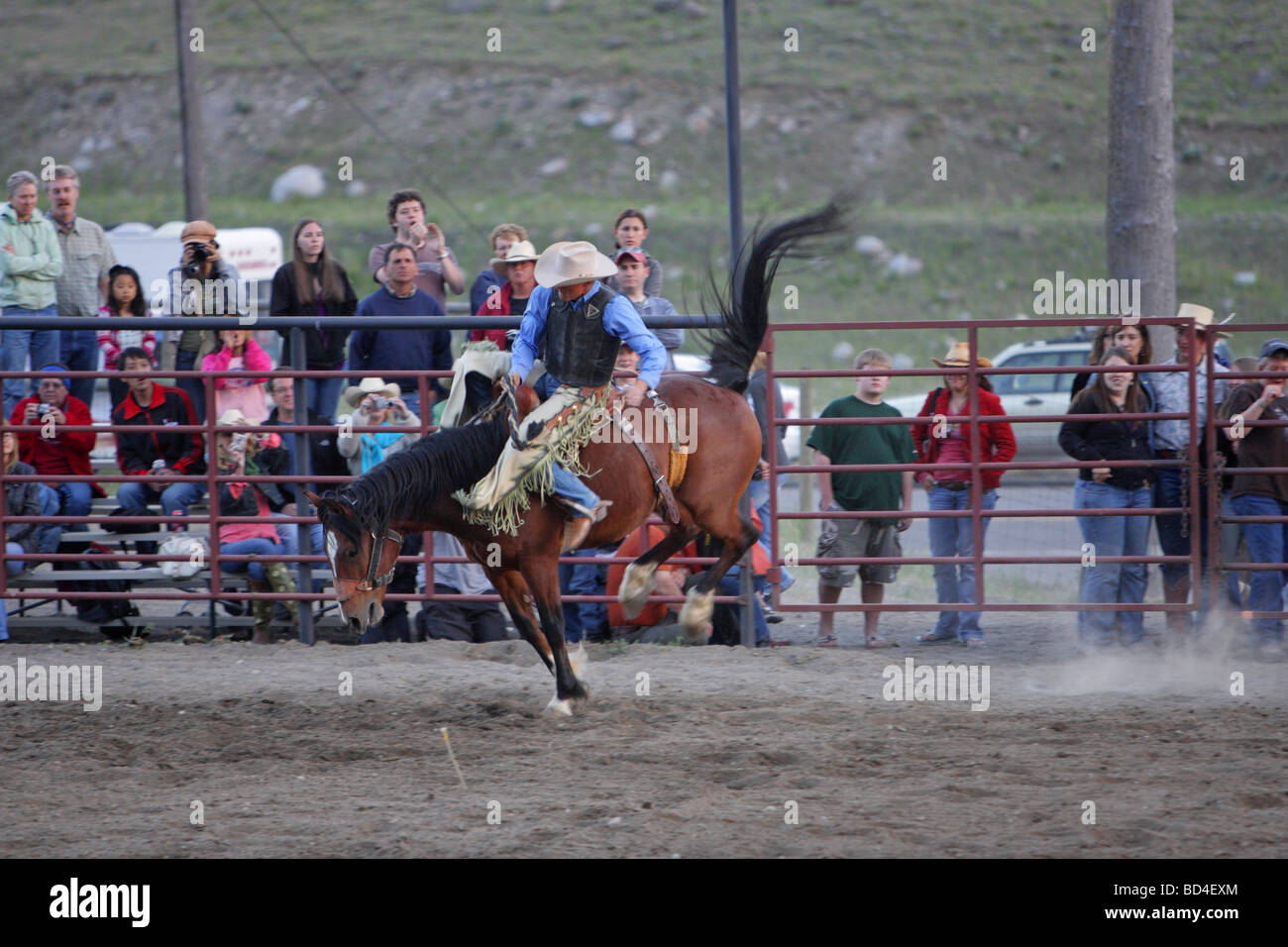 Cowboy riding a bucking bronco in the arena at a rodeo in Montana Stock ...