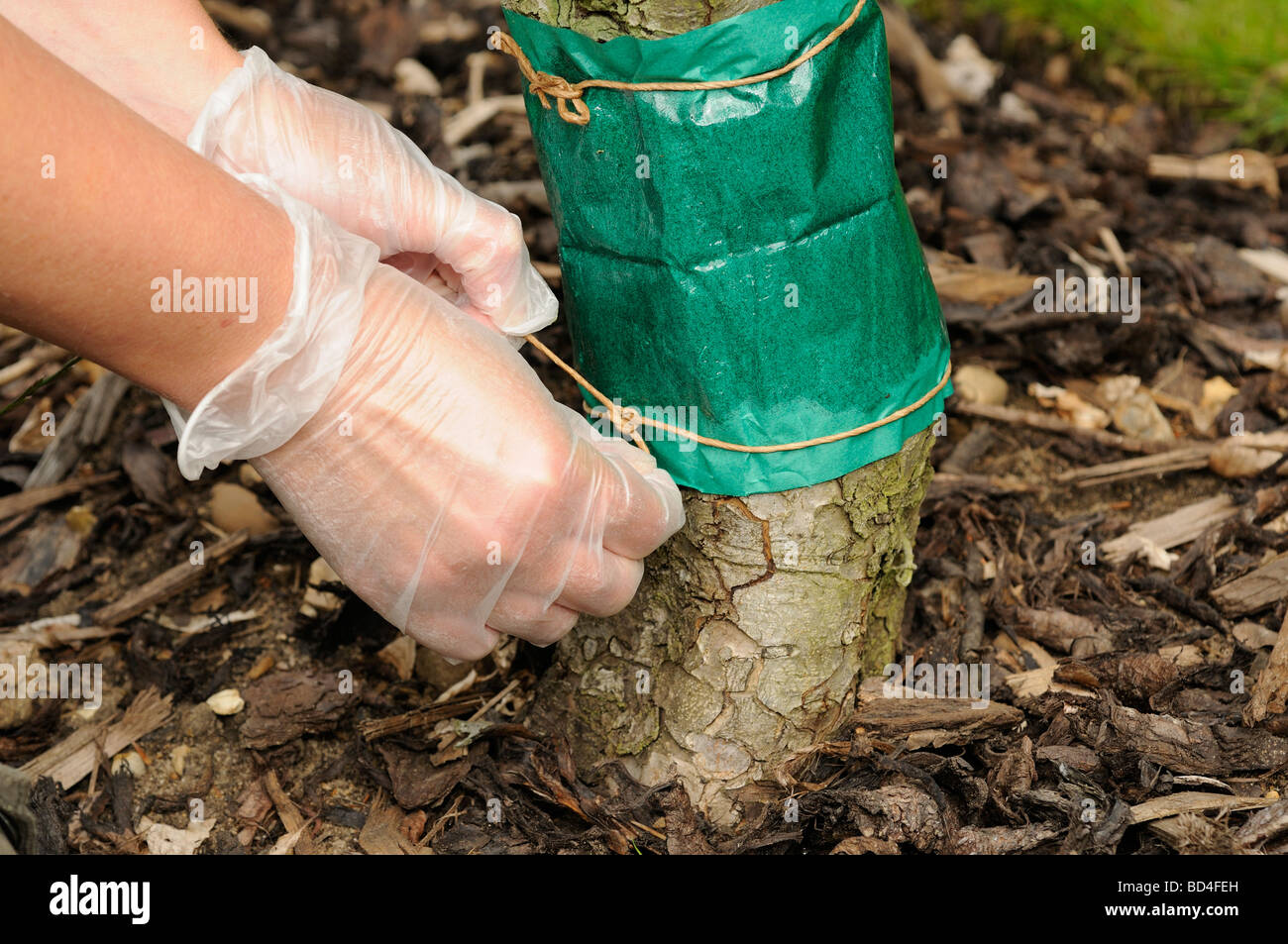 Attaching Codling moth glue band to fruit tree base Stock Photo Alamy