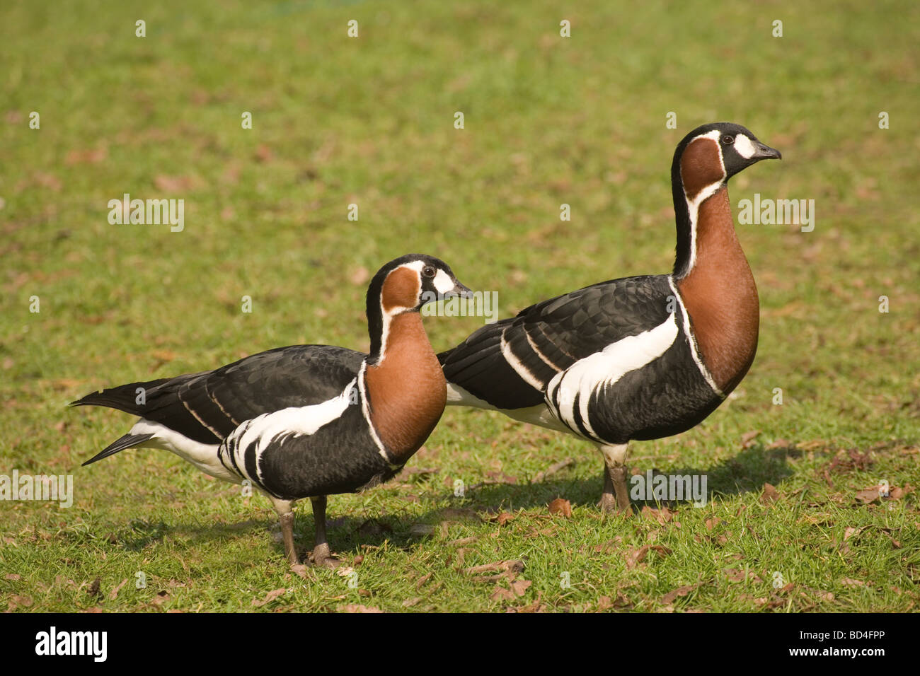 Red breasted Geese (Branta ruficollis) Pair gander right Stock Photo