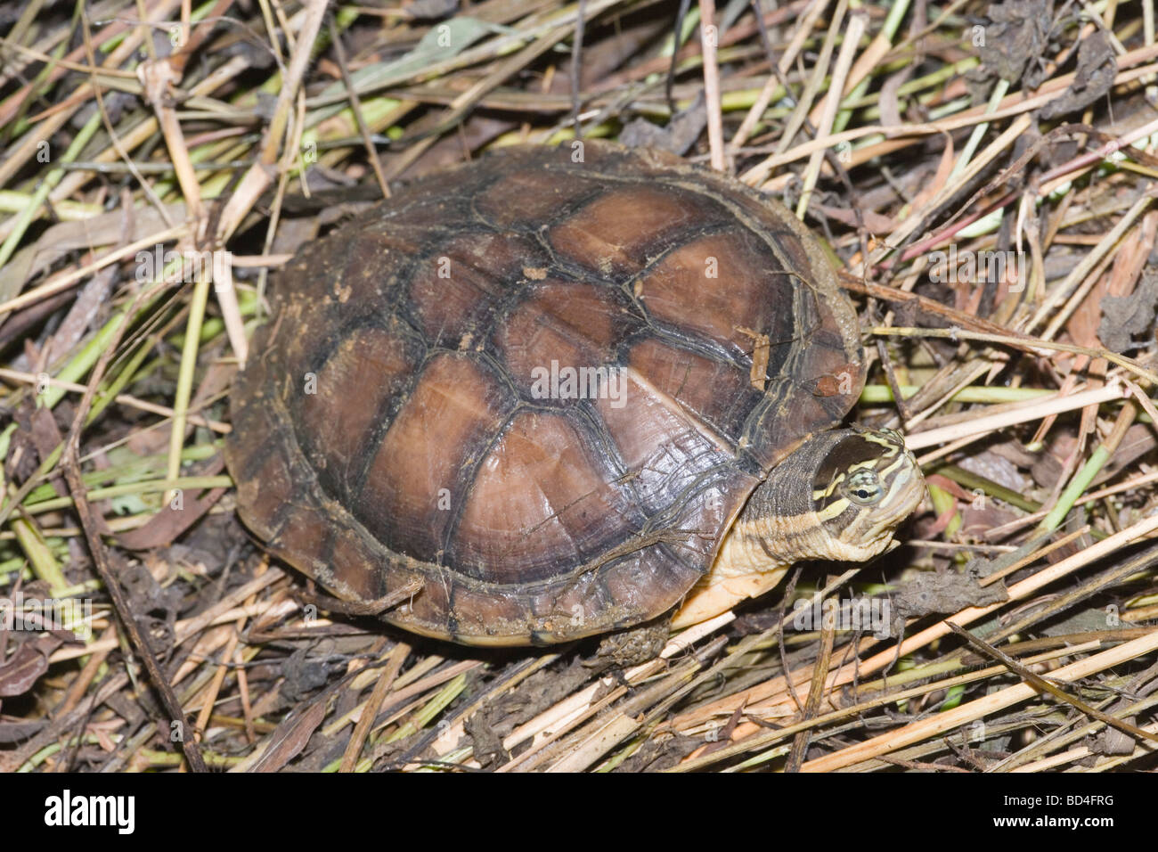Stripe-necked Turtle (Ocadia sinensis). Adult, on land, exposure to sunlight. Sun basking. Ectothermic. Stock Photo