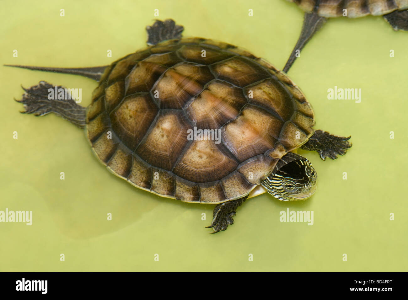 Chinese Stripe-necked Turtle (Ocadia sinensis). Juvenile. Bred and being reared in captivity. Cuc Phong. Vietnam. Stock Photo