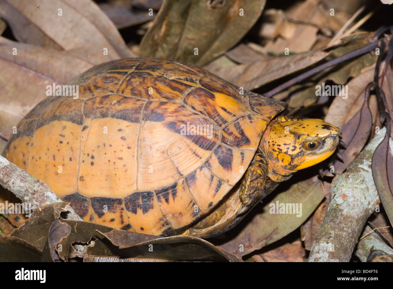 Indochinese Flowerback Box Turtle (Cuora galbinifrons). Head forelimbs emerging from between upper and lowered shell, plastron, opening. The typical yellow background colour of the carapace. Stock Photo