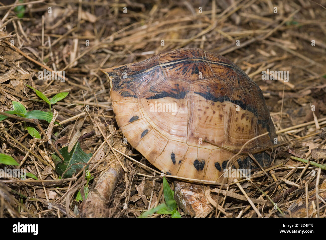 Indochinese Flowerback Box Turtle (Cuora galbinifrons). On the forest ...