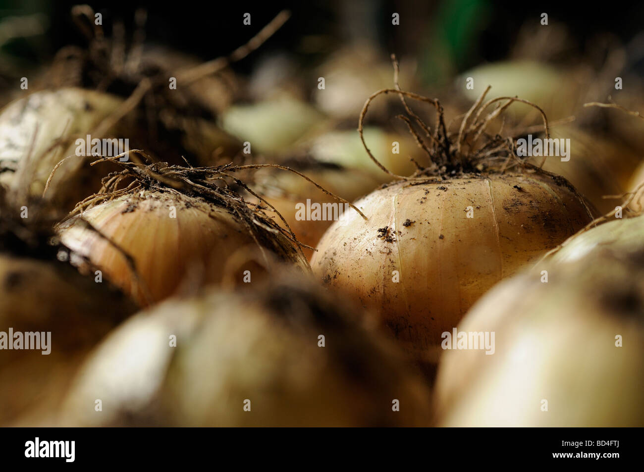 Onions drying on rack Stock Photo Alamy