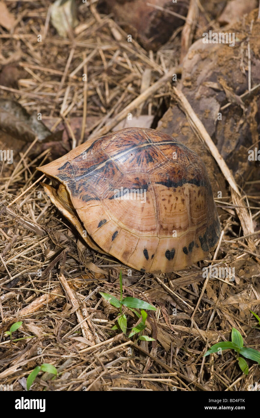 Flowerback or Indochinese Box Turtle (Cuora galbinifrons). Shell closed, plastron or undershell raised. Stock Photo